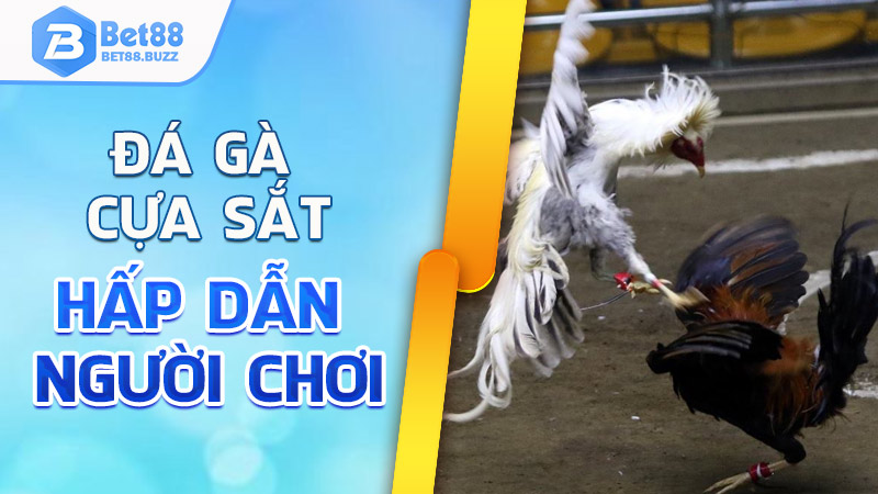 Đá gà cựa sắt